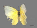 Ypthima baldus subsp. zodina (specimen)