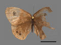 Catopsilia crocale subsp. crocale (specimen)