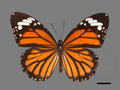 Papilio castor subsp. formosanus (specimen)