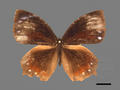 Euploea mulciber subsp. barsine (specimen)