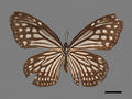 Anosia chrysippus (specimen)