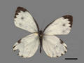 Pieris rapae subsp. crucivora (specimen)