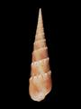 Terebra crenulata (specimen)
