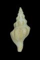 Siphonalia spadicea (specimen)