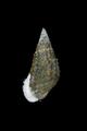 Tarebia granifera (specimen)