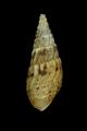 Thiara riqueti (specimen)