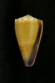 Conus lividus (specimen)