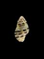 Morula funiculata (specimen)