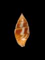 Pyrene splendidula (specimen)