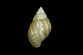 Achatina fulica (specimen)