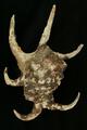 Lambis chiragra (specimen)