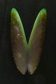 Perna viridis (specimen)