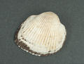 Ark Shell (specimen)