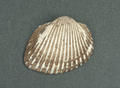 Ark Shell (specimen)