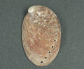 See-ear Shell (specimen)