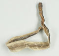 Earthworm (specimen)