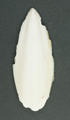 Cuttlebone (specimen)