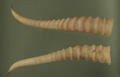 Antelope Horn (specimen)