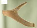 Hairy Antler (specimen)