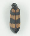 Blister Beetle (specimen)