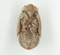 Cicada Slough (specimen)
