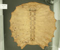 Bibron's Soft-shelled Turtle Carapace (specimen)