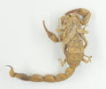 Scorpion (specimen)