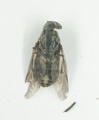 Gadfly (specimen)