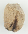 Mantis Egg-case (specimen)