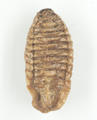 Mantis Egg-case (specimen)