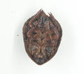 Ground Beetle (specimen)