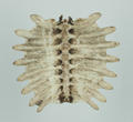 Turtle Shell (specimen)