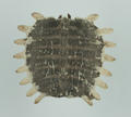 Turtle Shell (specimen)