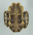 Tortoise Shell (specimen)