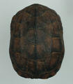 Tortoise Shell (specimen)