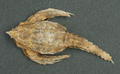 Sea Moth (specimen)