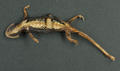 Crocodile Newt (specimen)