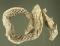 Snake Slough (specimen)