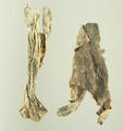 Toad Skin (specimen)