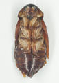 Australian Cockroach (specimen)