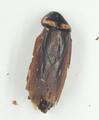 Australian Cockroach (specimen)