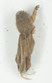 Mole Cricket (specimen)