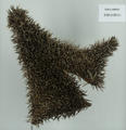 Hedgehog Hide (specimen)