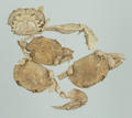 Chinese Fresh-water Crab (specimen)