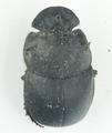 Dung Beetle (specimen)