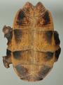 Malaysian Giant Turtle) (specimen)