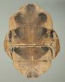 Southeast Asian Box Turtle) (specimen)