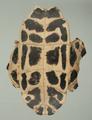 Indian Roofed Turtle) (specimen)