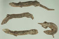 Chinese Skink (specimen)