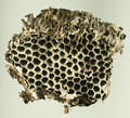 Honeycomb (specimen)